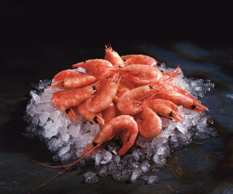 Coldwater Shrimp