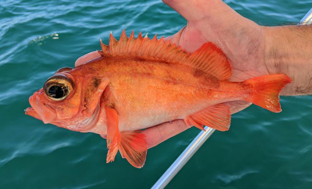Atlantic Redfish